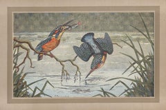 Kingfisher, French Vintage natural history water bird art illustration print