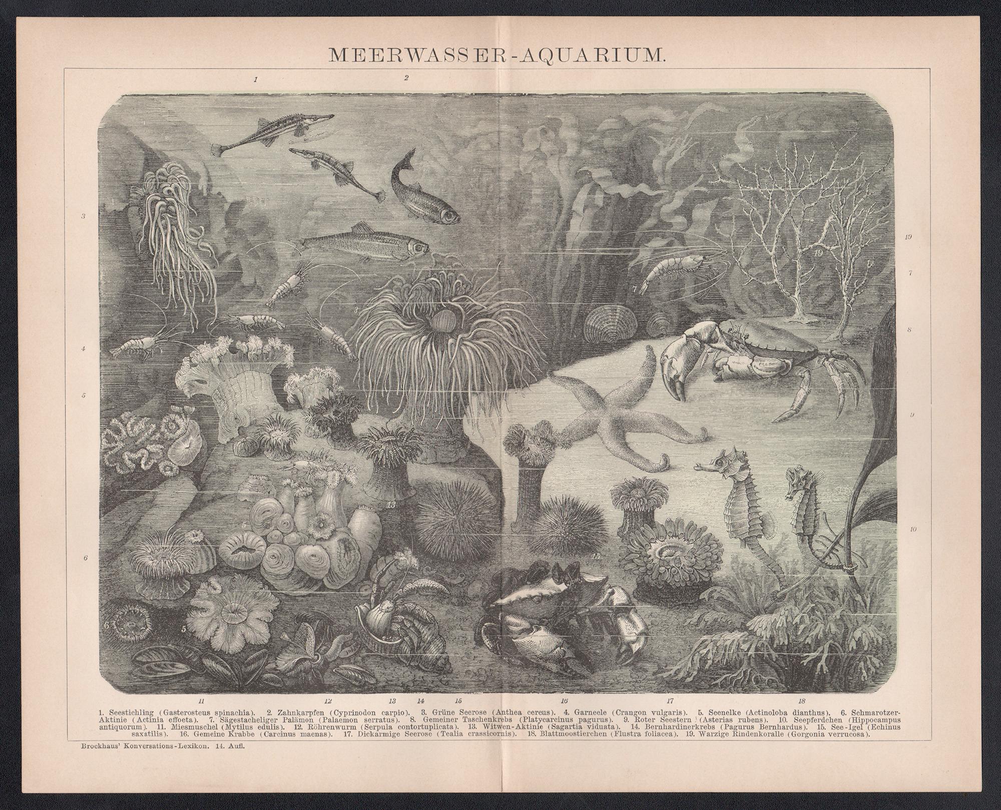 Meerwasser - Aquarium, gravure allemande ancienne de vie marine sous-marine - Print de Unknown