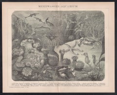 Meerwasser - Aquarium, German antique underwater sea life engraving