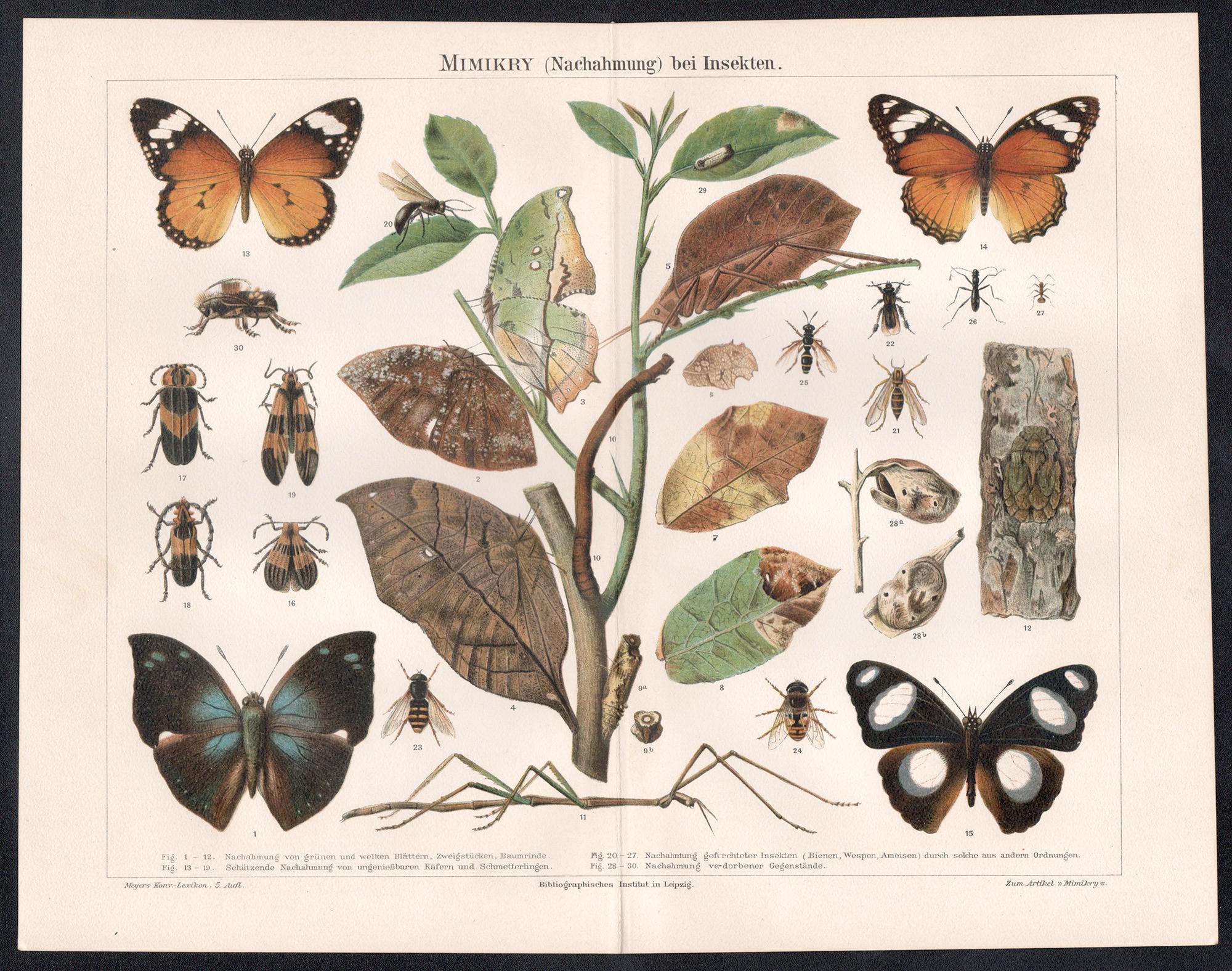 Mimikry (Nachahmung) bei Insekten (Insectes) gravure d'histoire naturelle allemande ancienne - Print de Unknown