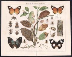 Mimikry (Nachahmung) bei Insekten (Insetti) Stampa antica tedesca di storia naturale