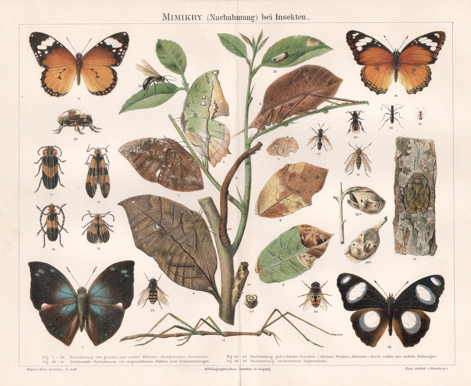 Animal Print Unknown - Mimikry (Nachahmung) bei Insekten (Insectes) gravure d'histoire naturelle allemande ancienne