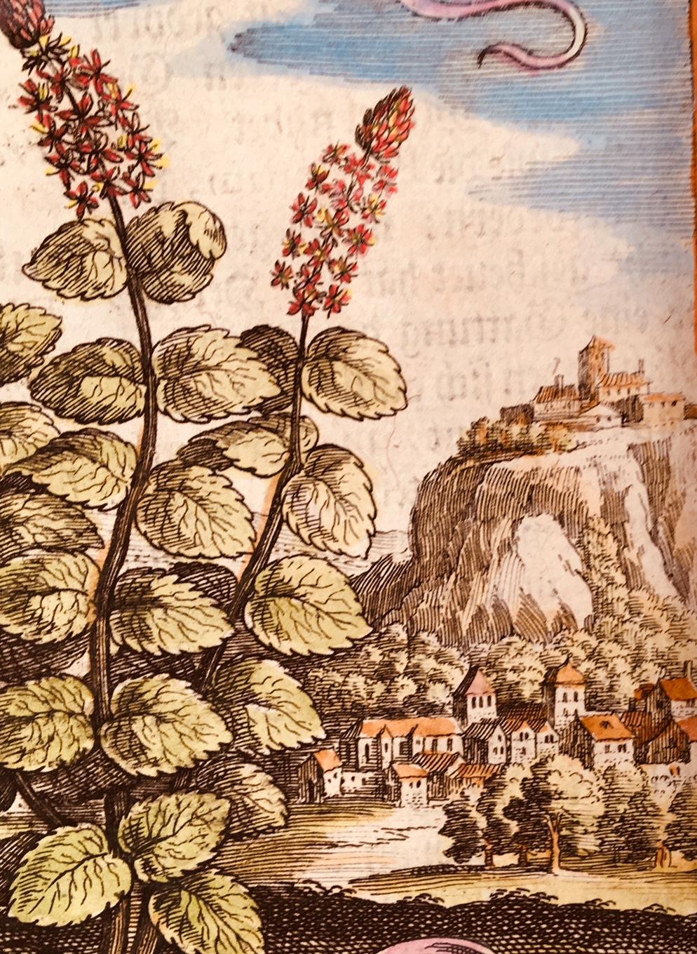 Mint in an 18th Century Landscape by Matthaeus Merian - Northern Renaissance Print by Unknown