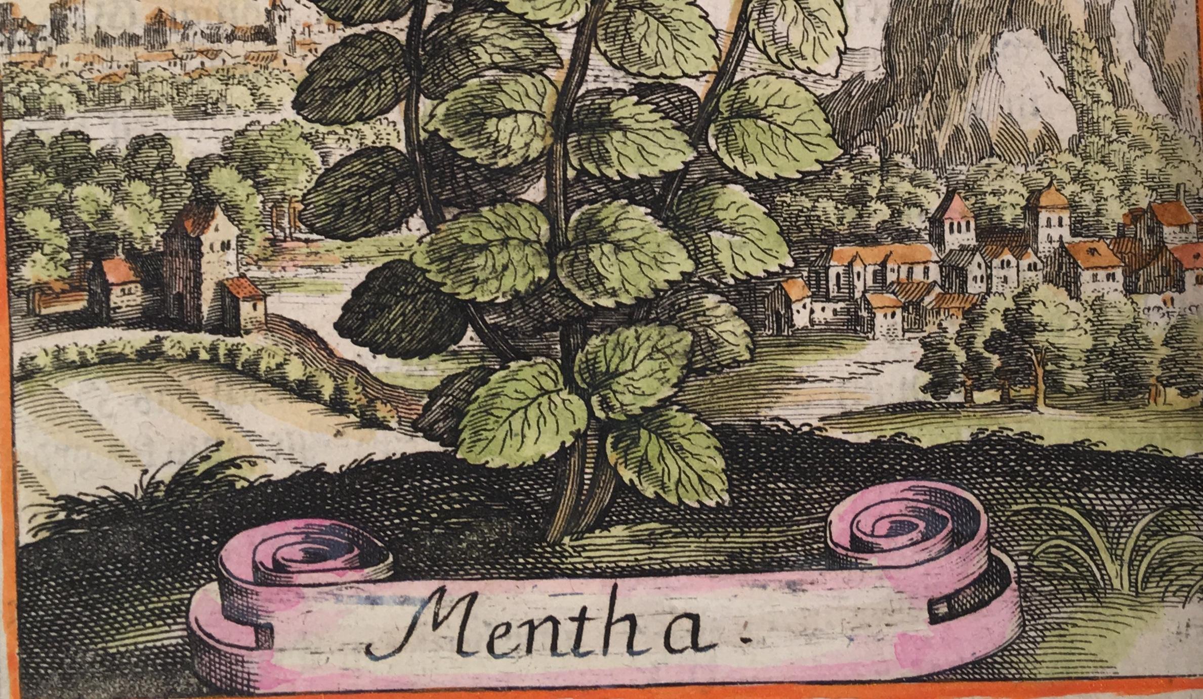 Mint in an 18th Century Landscape by Matthaeus Merian - Beige Landscape Print by Unknown