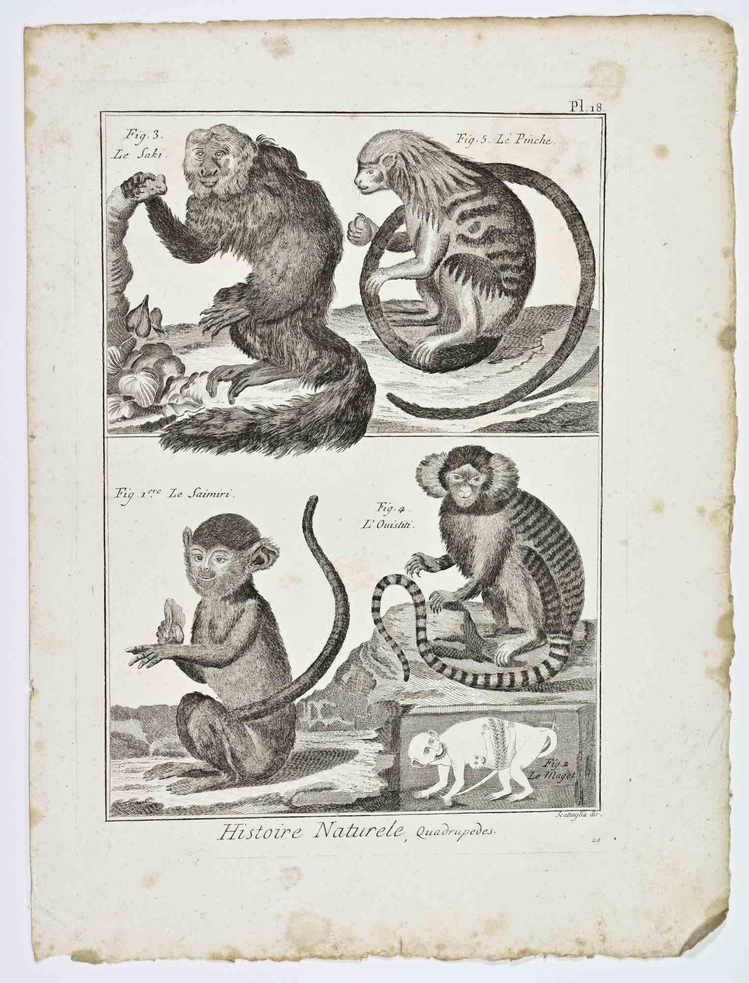 Unknown Figurative Print - Monkeys - Etching - 18th Century