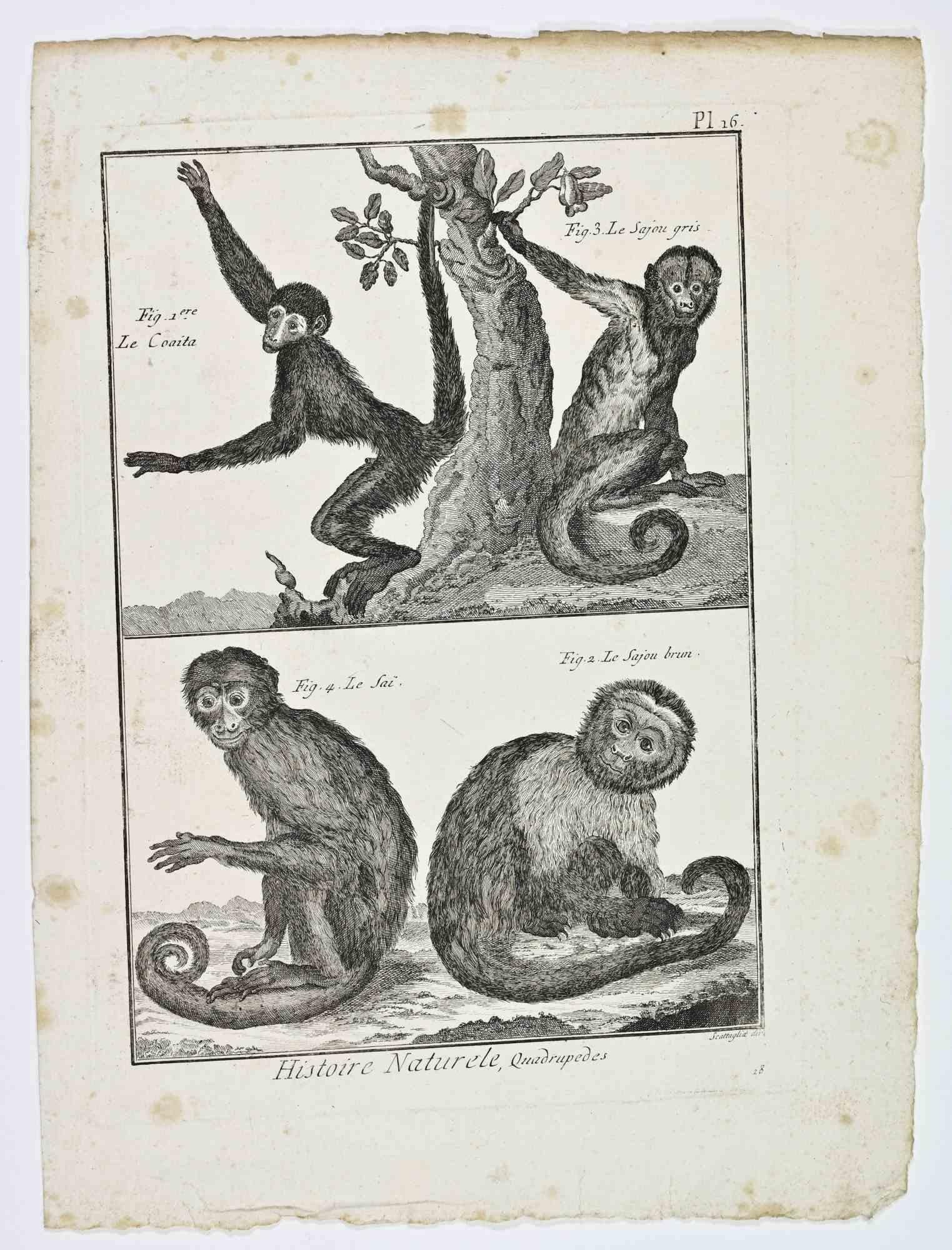 Unknown Animal Print - Monkeys (Le Coaita; Le Sajou gris; Le Sajou brun... - Etching - 18th Century