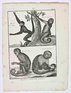 Monkeys (Le Coaita; Le Sajou gris; Le Sajou brun... - Etching - 18th Century