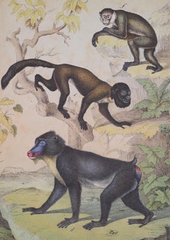 Monkeys - Original Lithograph - Late 19th Century