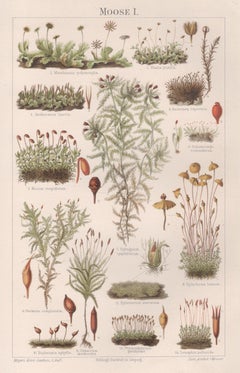 Moss, German antique natural history botanical plant chromolithograph print