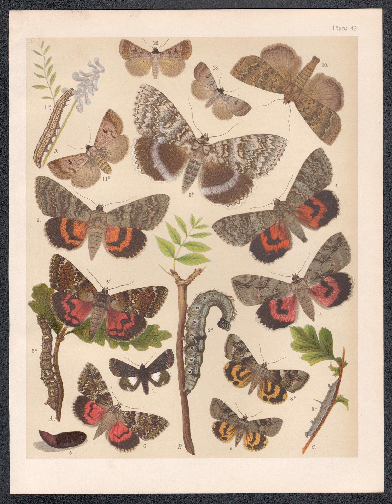 Falene, antica stampa cromolitografica inglese di storia naturale sui Lepidotteri - Print di Unknown