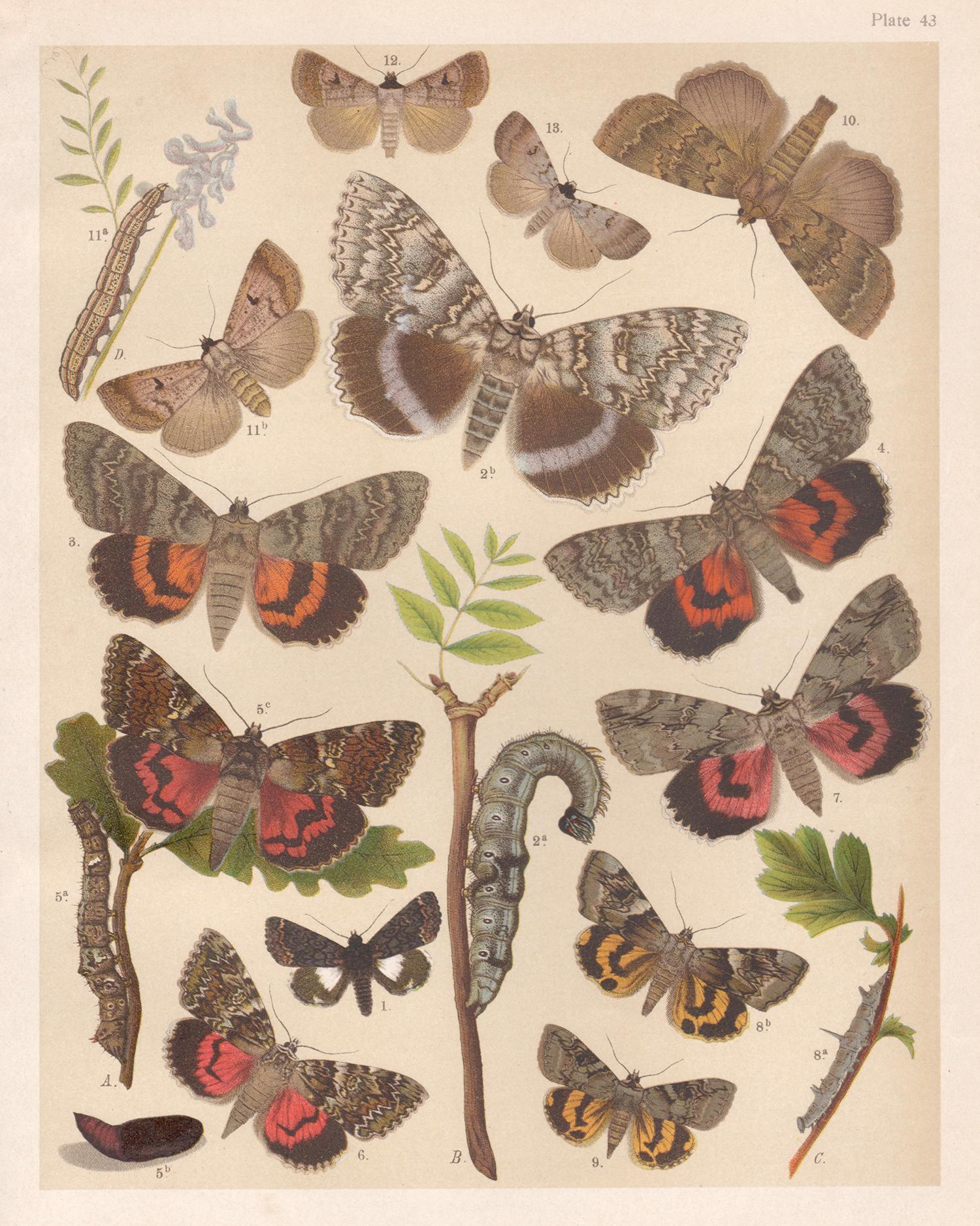 Polillas, historia natural antigua inglesa Impresión cromolitográfica de lepidópteros