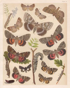 Moths, English antique natural history Lepidoptera chromolithograph print