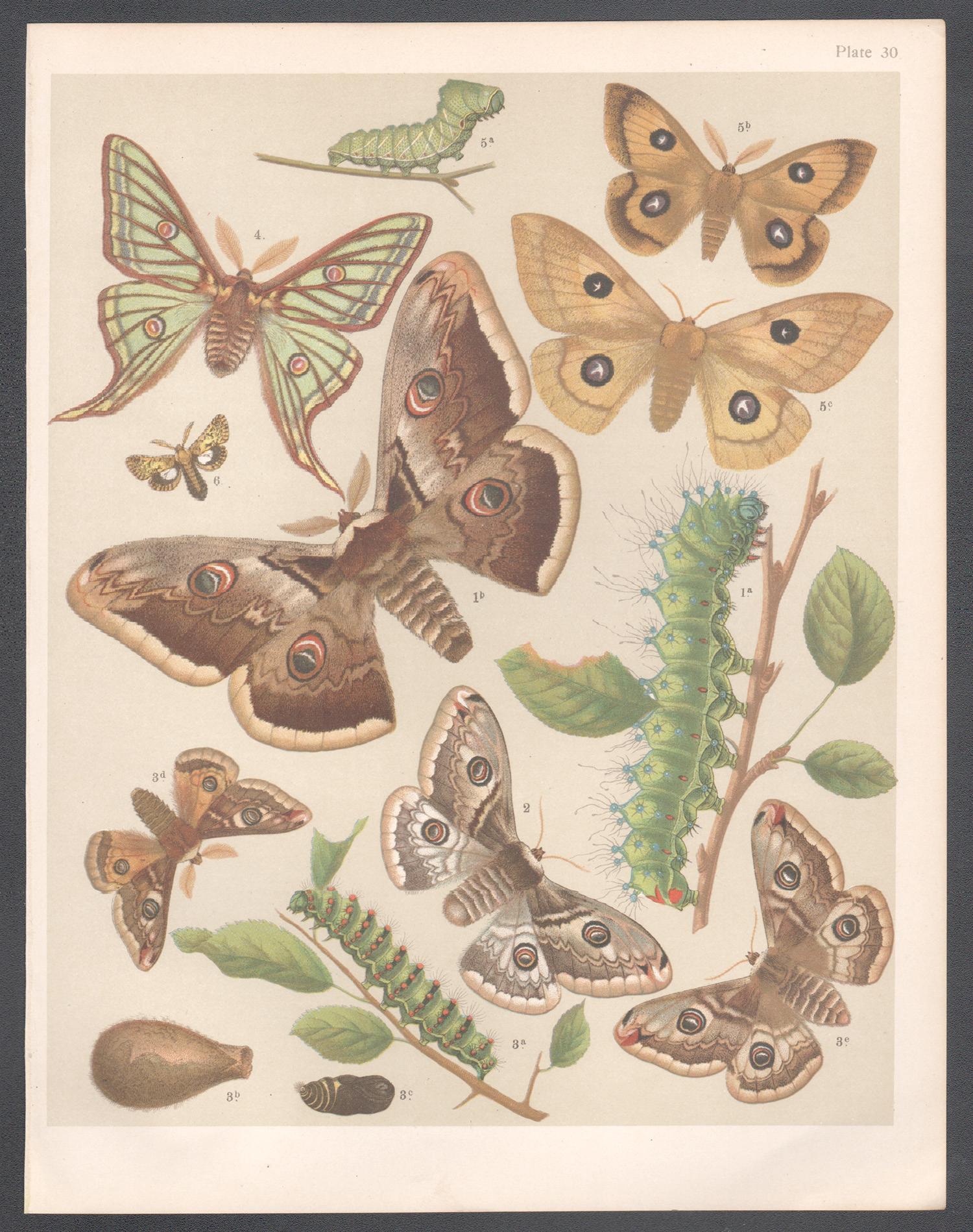 Moths, impression chromolithographie d'insectes Lepidoptera d'histoire naturelle anglaise antique - Print de Unknown