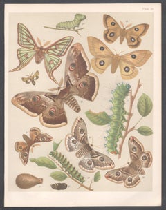 Falene, stampa cromolitografica antica inglese di storia naturale sugli insetti Lepidotteri