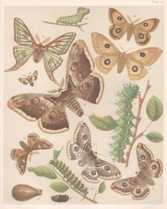 Moths, English antique natural history Lepidoptera insect chromolithograph print