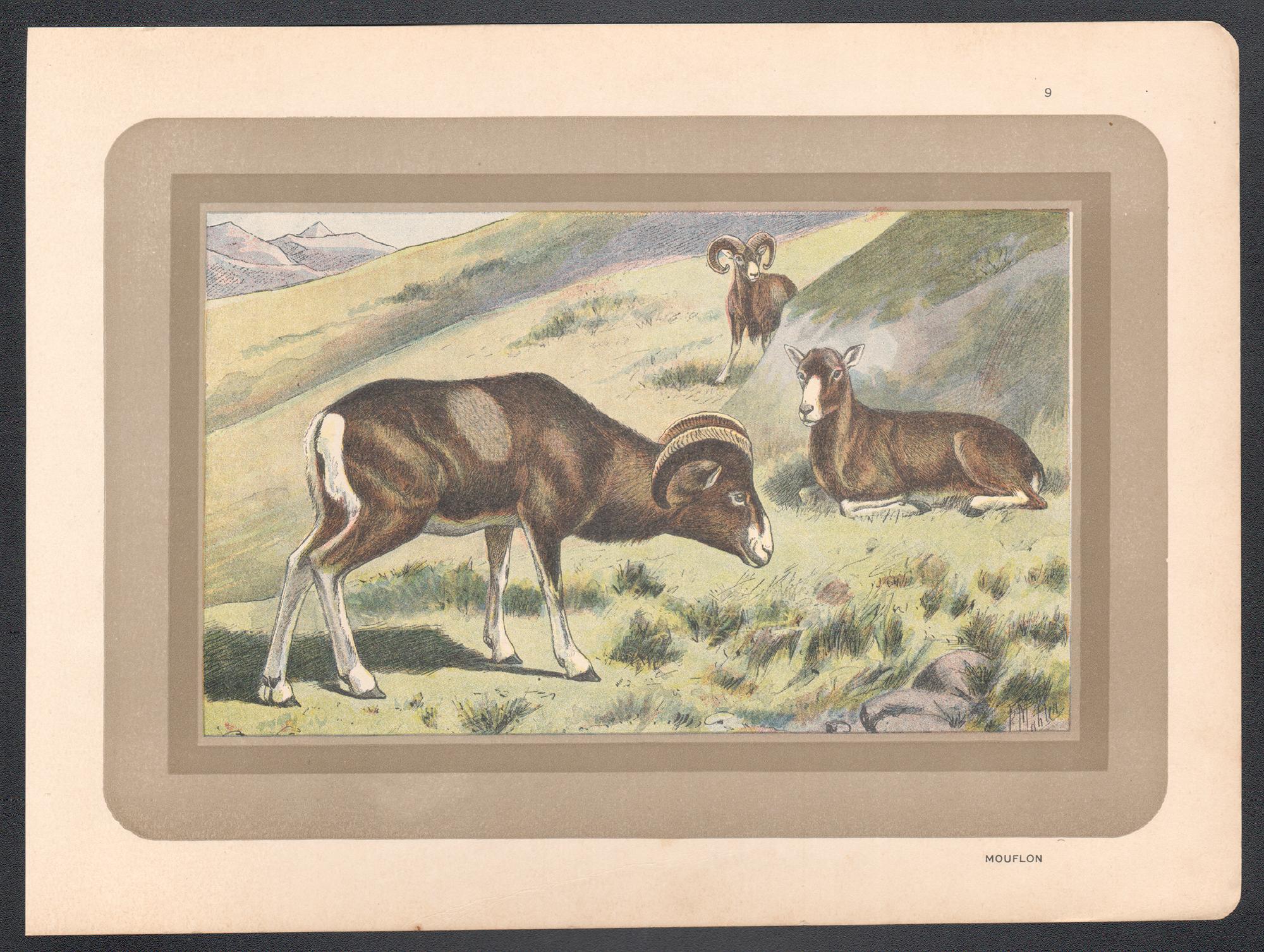 Mouflon, gravure d'art animalier d'histoire naturelle française antique - Print de Unknown