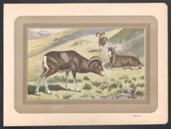Französischer antiker Tier-Kunstdruck aus der Naturgeschichte von Mouflon