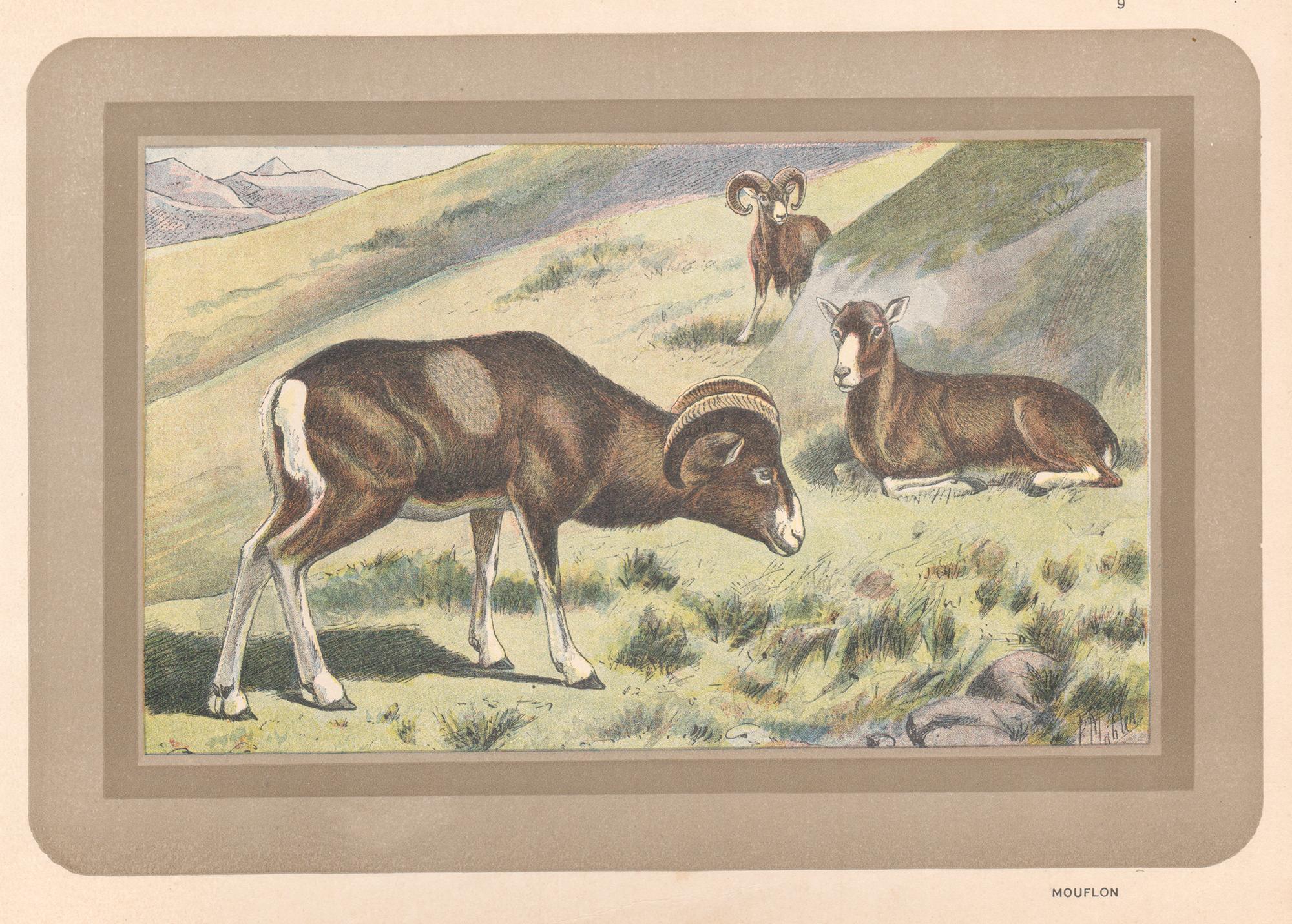 Unknown Animal Print - Mouflon, French antique natural history animal art print