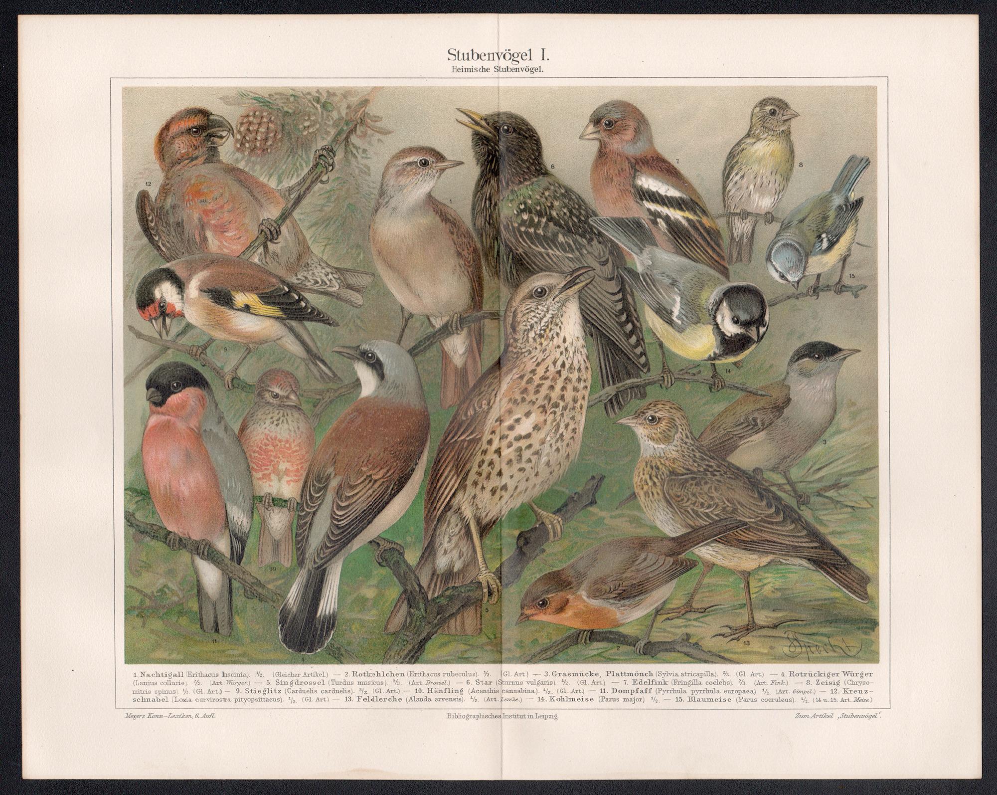 Oiseaux domestiques indigènes, estampe chromolithographique ancienne de jardin botanique allemand. - Print de Unknown