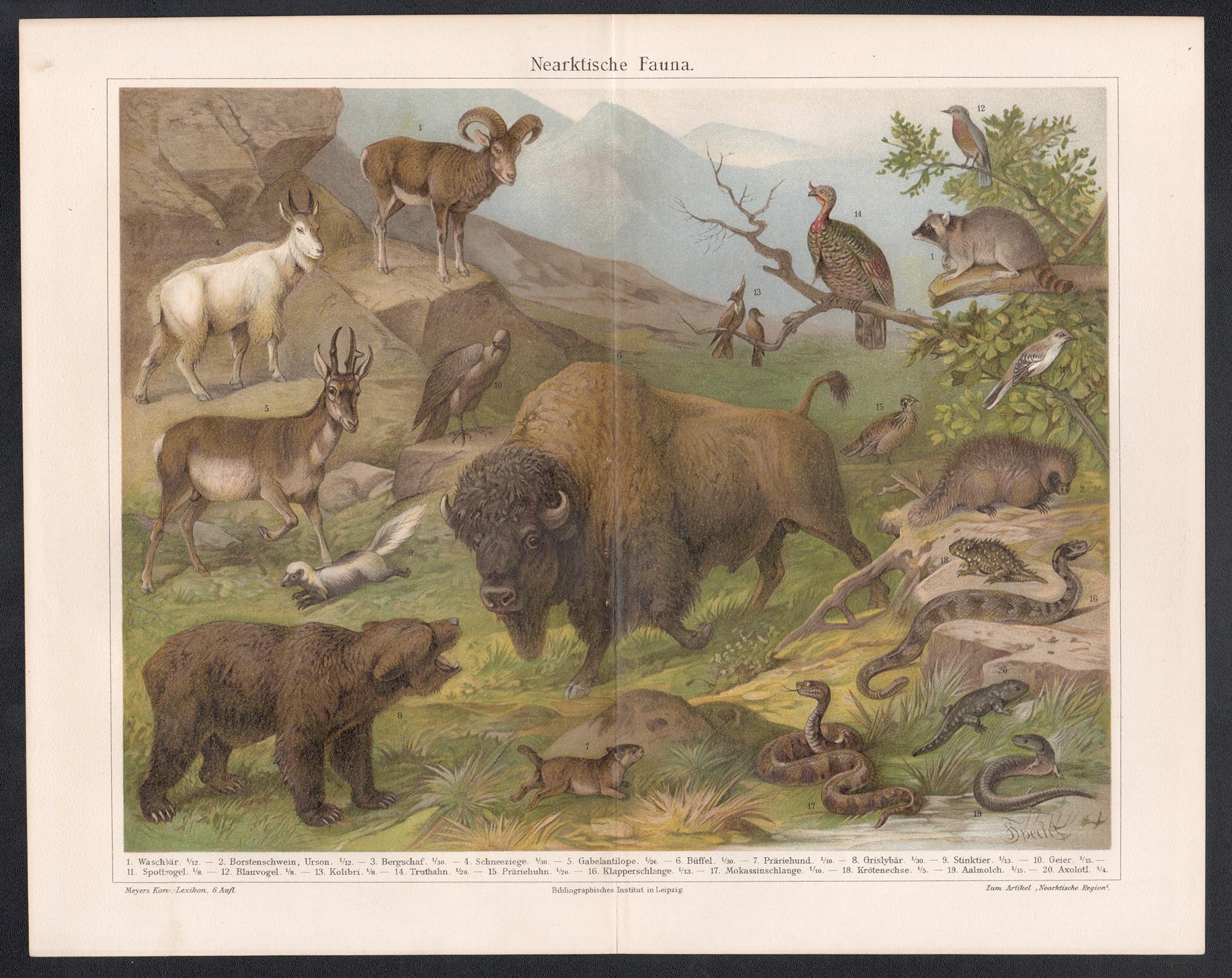 Neartktische Fauna (Fauna neártica), cromolitografía antigua alemana de animales - Print de Unknown
