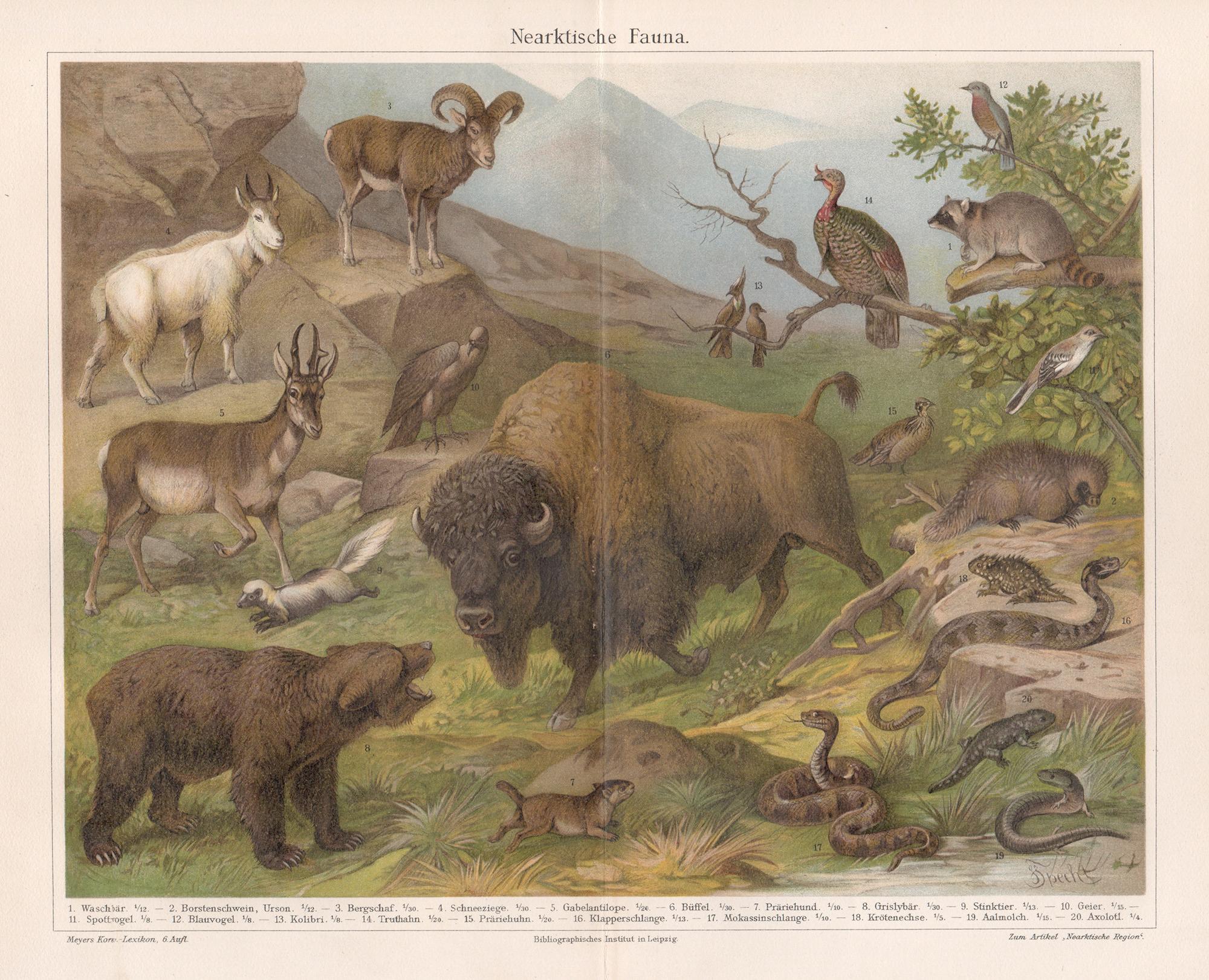 Animal Print Unknown - Neartktische Fauna (Faune proche), chromolithographie animalière ancienne allemande