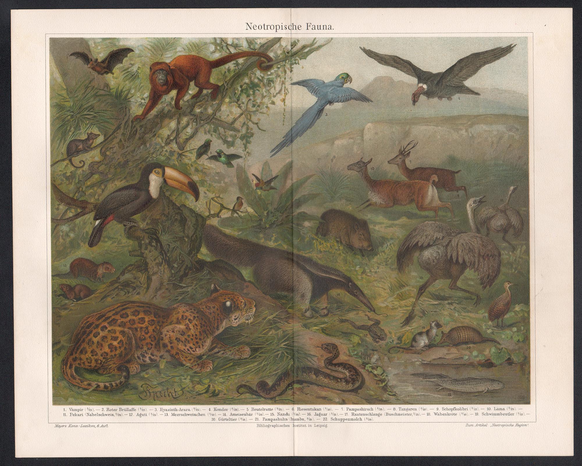 Neotropische Fauna (South American Fauna) German antique animal chromolithograph - Print by Unknown