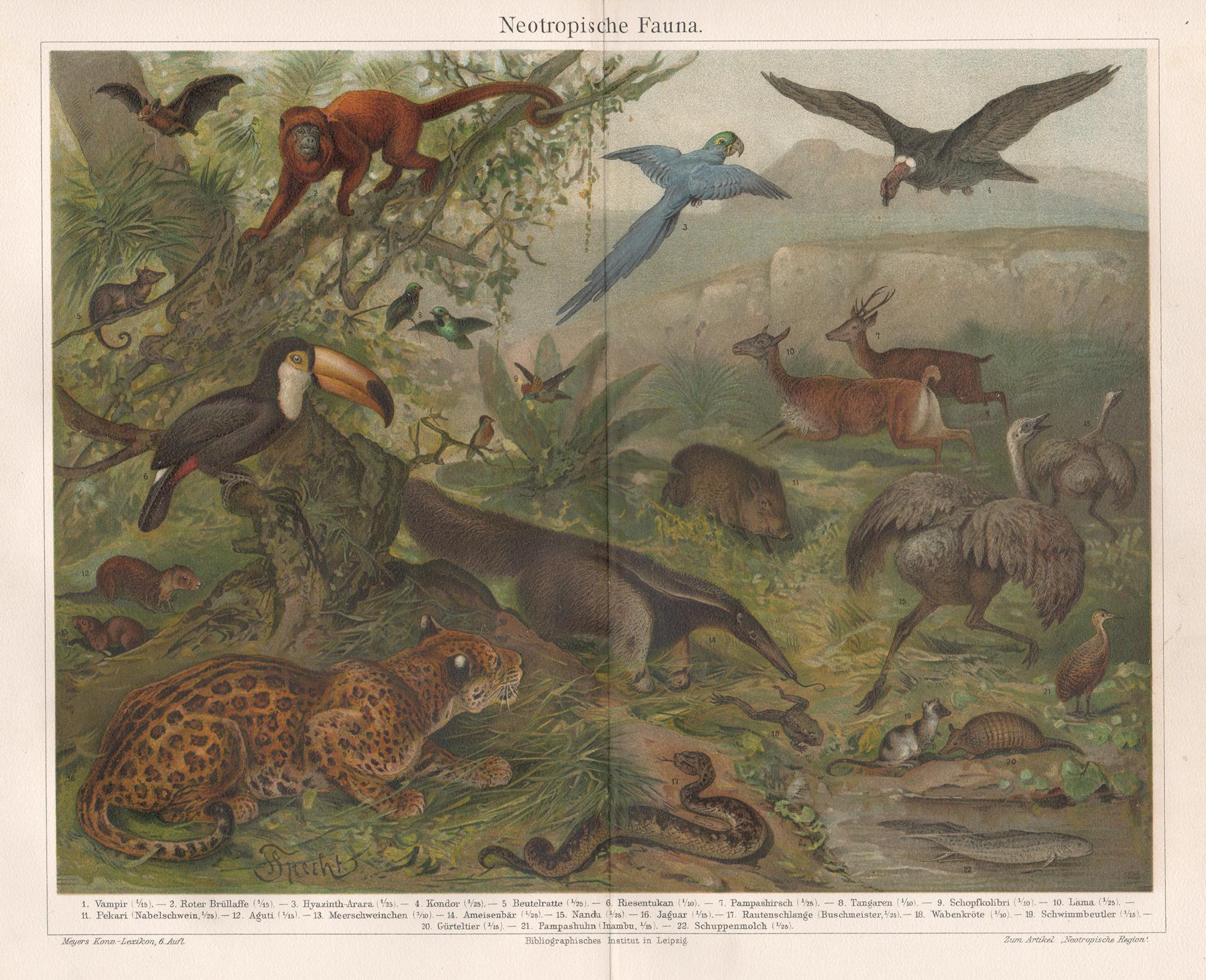 Unknown Animal Print - Neotropische Fauna (South American Fauna) German antique animal chromolithograph