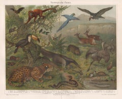 Neotropische Fauna ( Südamerikanische Fauna) Deutsche antike Tierchromolithographie