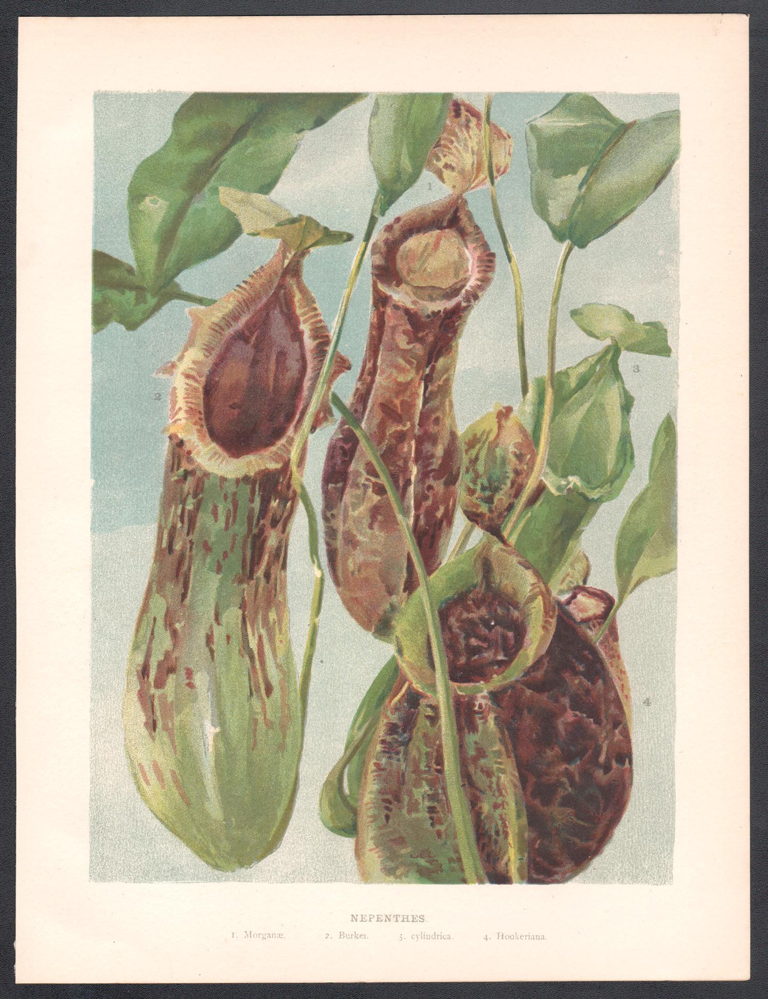 Nepenthes, antica pianta carnivora inglese, cromolitografia botanica, 1896 - Print di Unknown