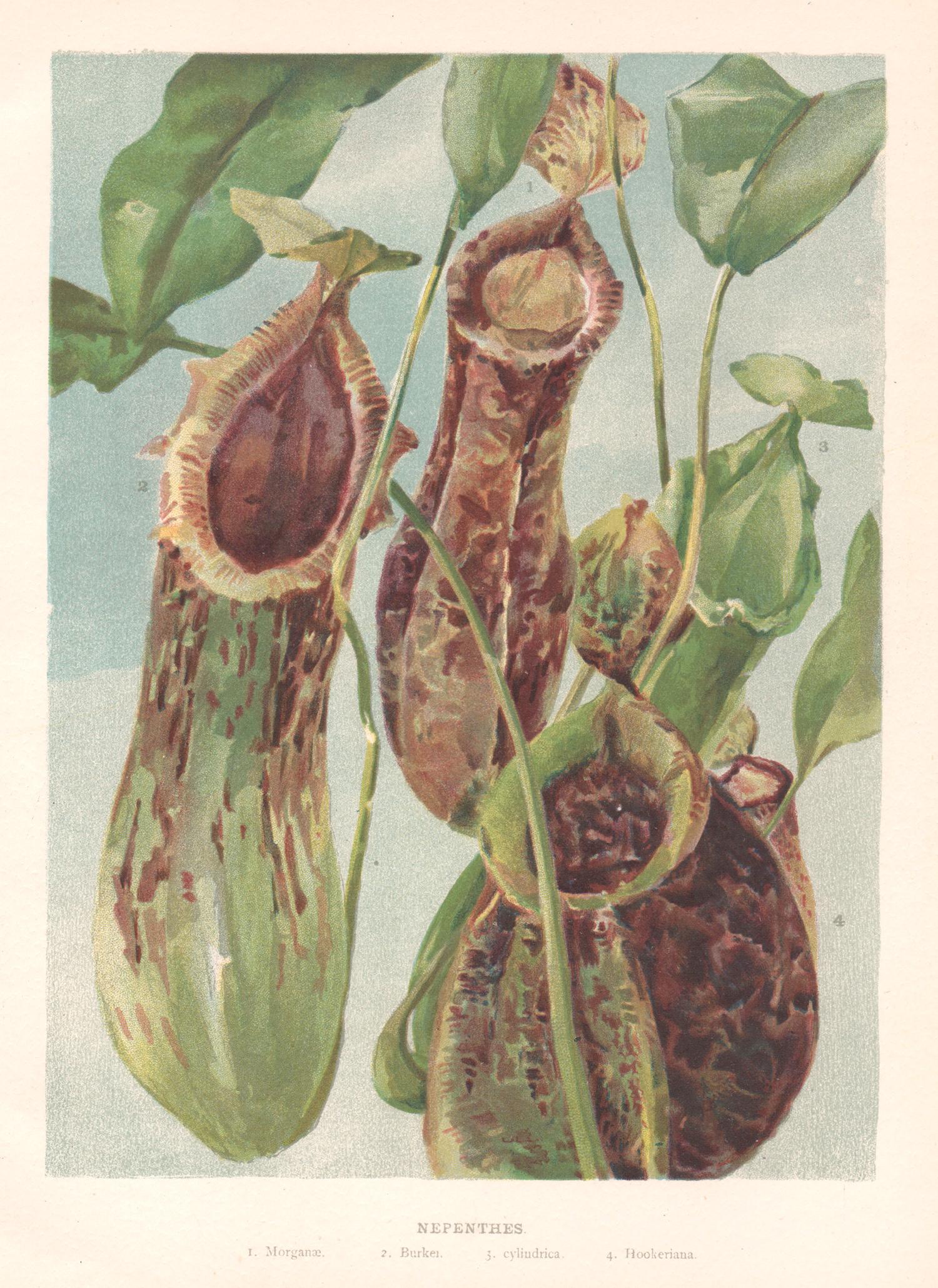 Print di Unknown - Nepenthes, antica pianta carnivora inglese, cromolitografia botanica, 1896