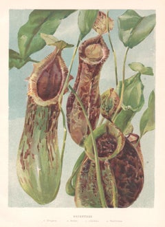 Nepenthes, English antique carnivorous plant botanical chromolithograph, 1896