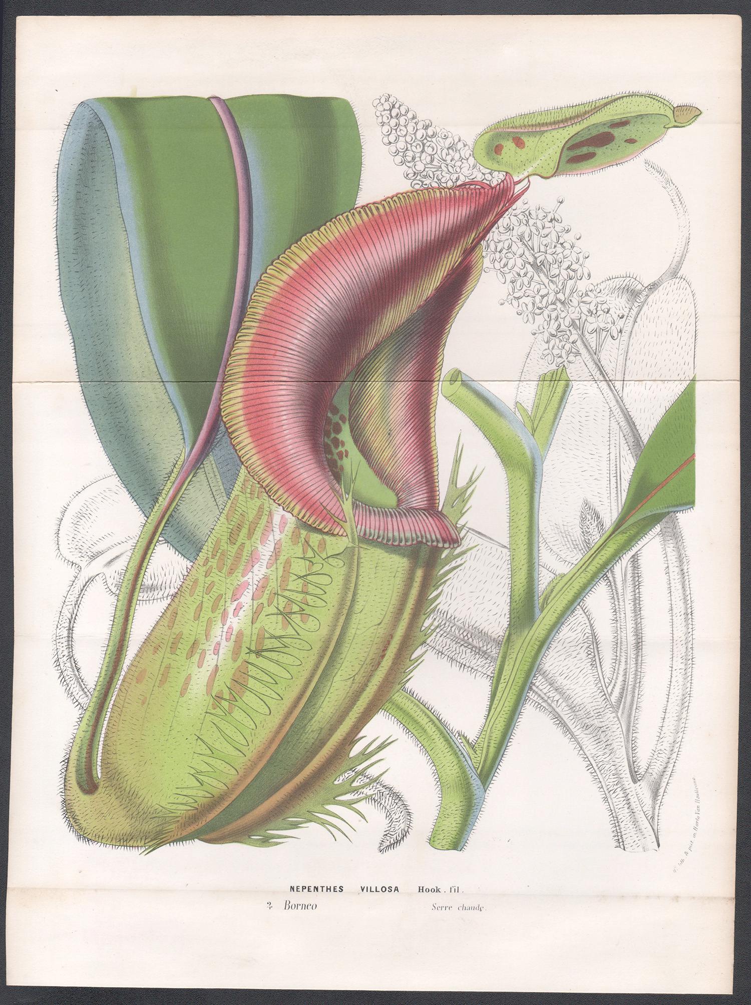Nepenthes Villosa, antiker botanischer, fleischfarbener Krüge-Pflanzgefäß-Lithographiedruck – Print von Unknown