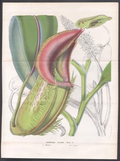 Nepenthes Villosa, antique botanical carnivorous pitcher plant lithograph print
