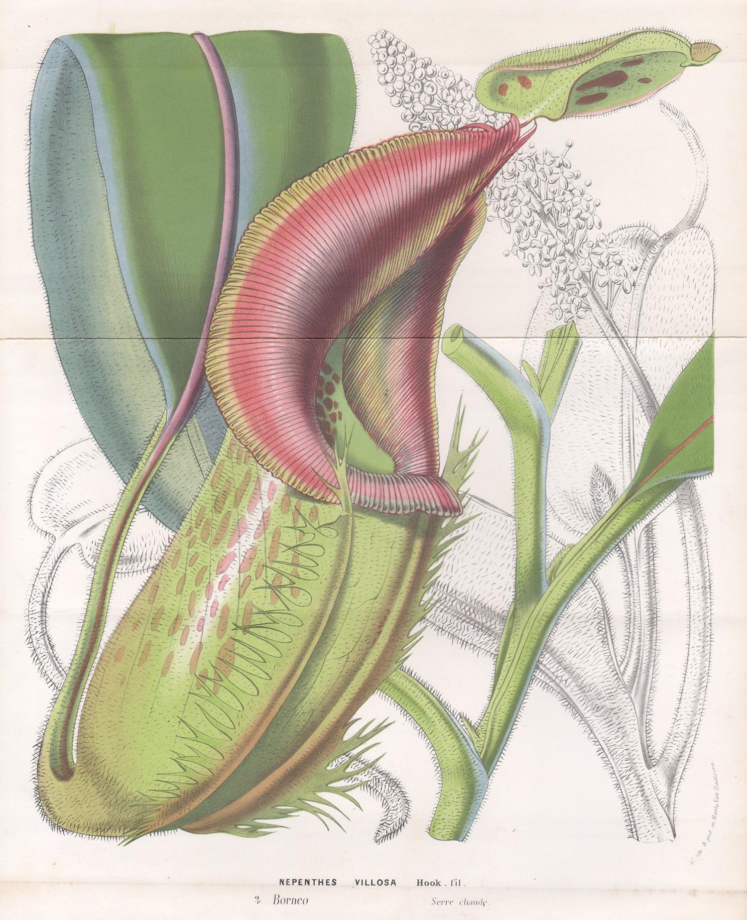 Unknown Still-Life Print – Nepenthes Villosa, antiker botanischer, fleischfarbener Krüge-Pflanzgefäß-Lithographiedruck