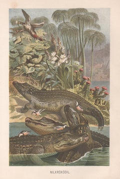 Nile Crocodile, German antique natural history animal art print