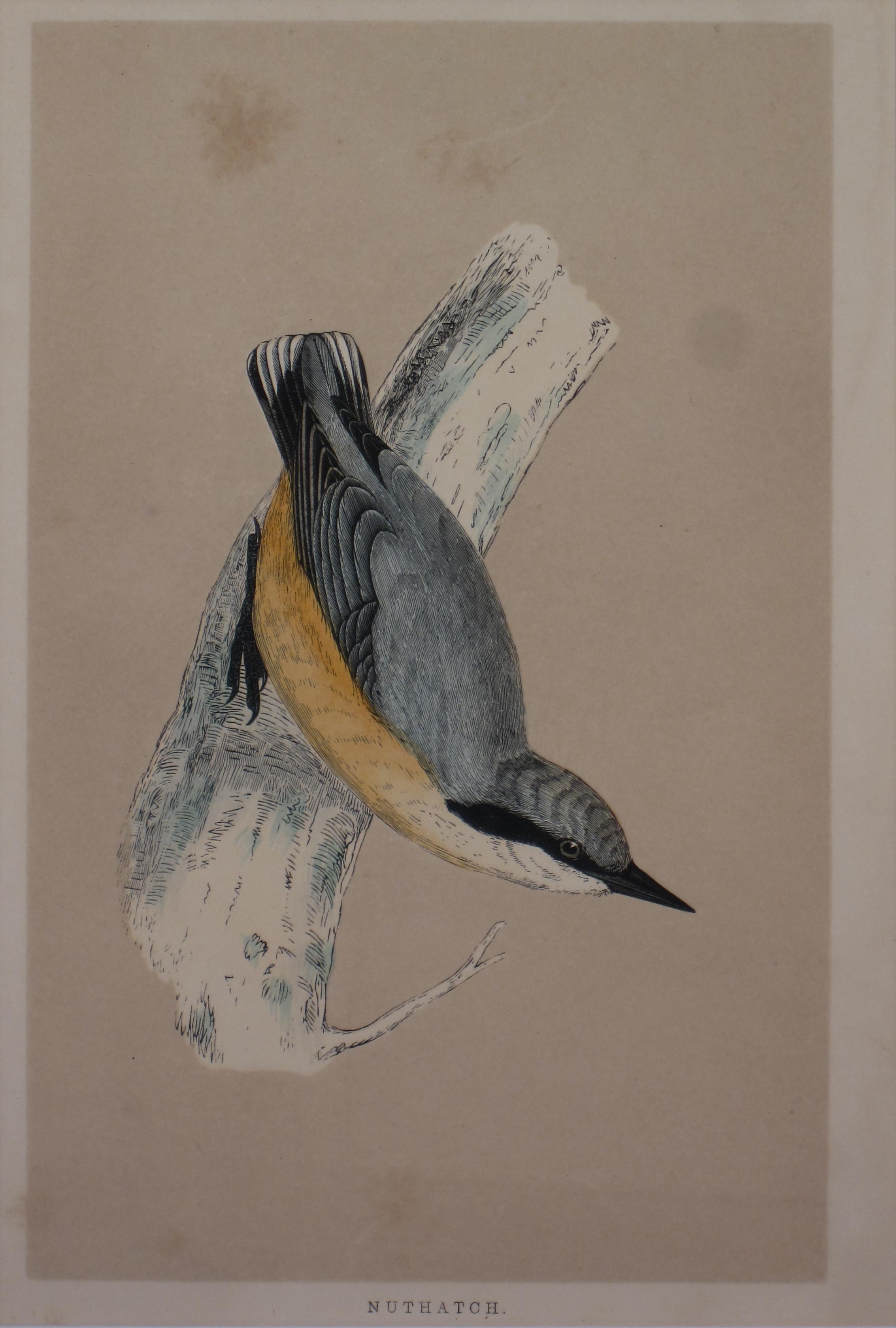 Unknown Animal Print - Nuthatch Antique Print