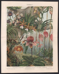 Orchideen I (Orchids), German antique botanical print