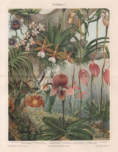 Orchideen I (Orchids), German antique botanical print