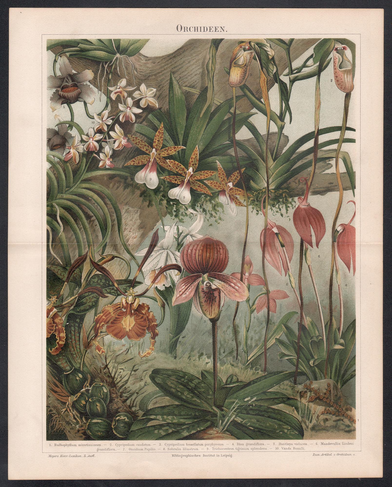 Orchideen (Orchideen), deutscher antiker botanischer Blumenchromolithographiedruck – Print von Unknown