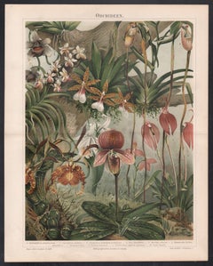Orchideen (Orchids), German antique botanical flower chromolithograph print