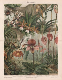 Orchideen (Orchidées), impression chromolithologique allemande ancienne de fleurs botaniques