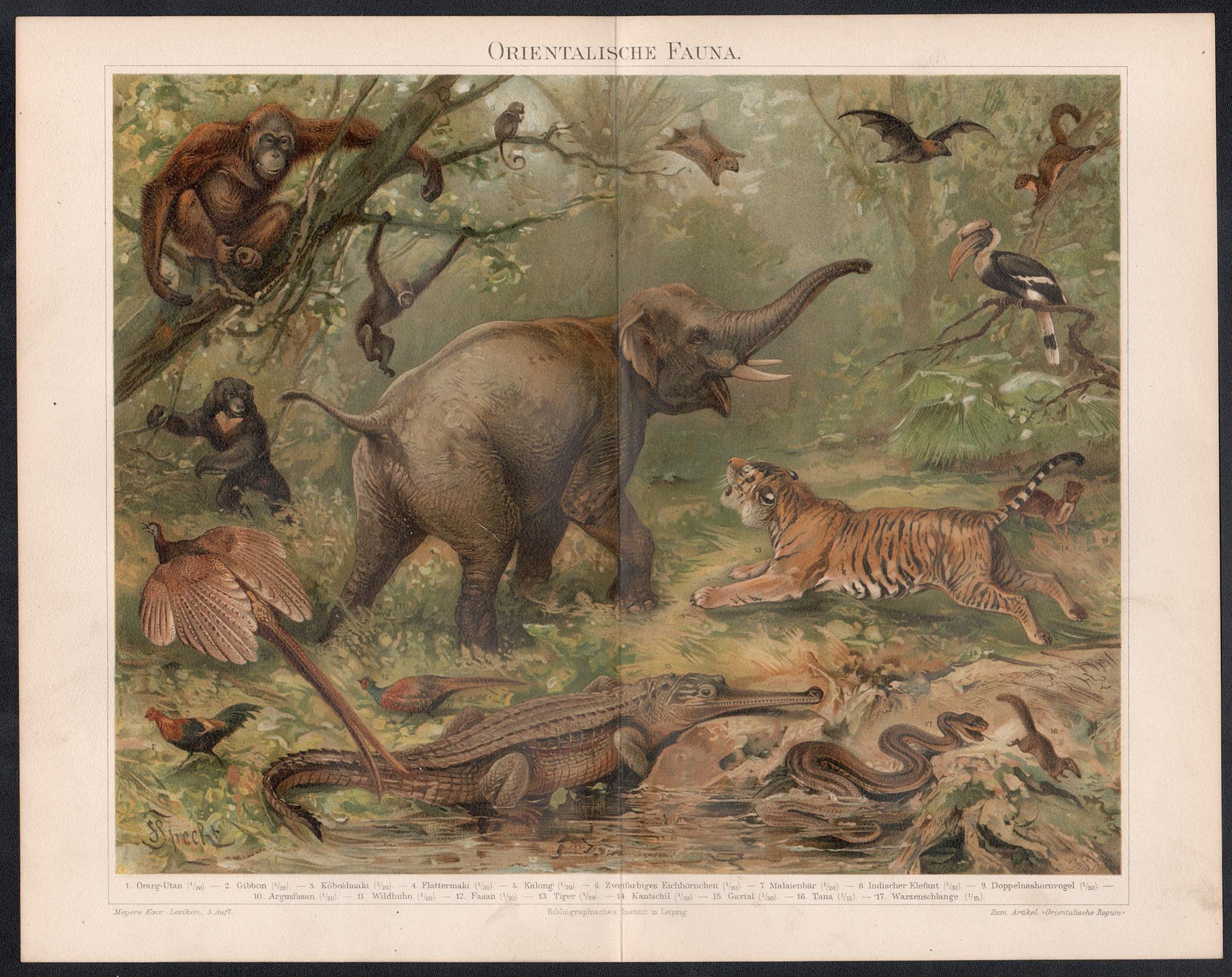 Orientalische Fauna (Oriental Fauna), deutsche antike Tierchromolithographie – Print von Unknown