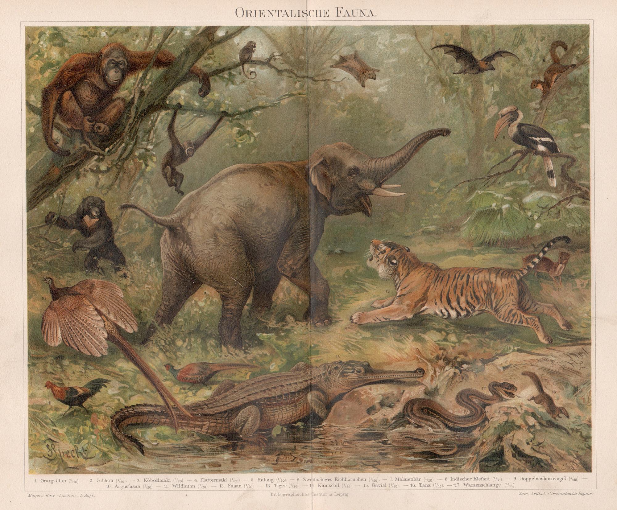 Unknown Animal Print - Orientalische Fauna (Oriental Fauna), German antique animal chromolithograph