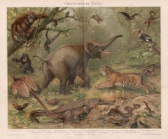 Orientalische Fauna (Oriental Fauna), deutsche antike Tierchromolithographie