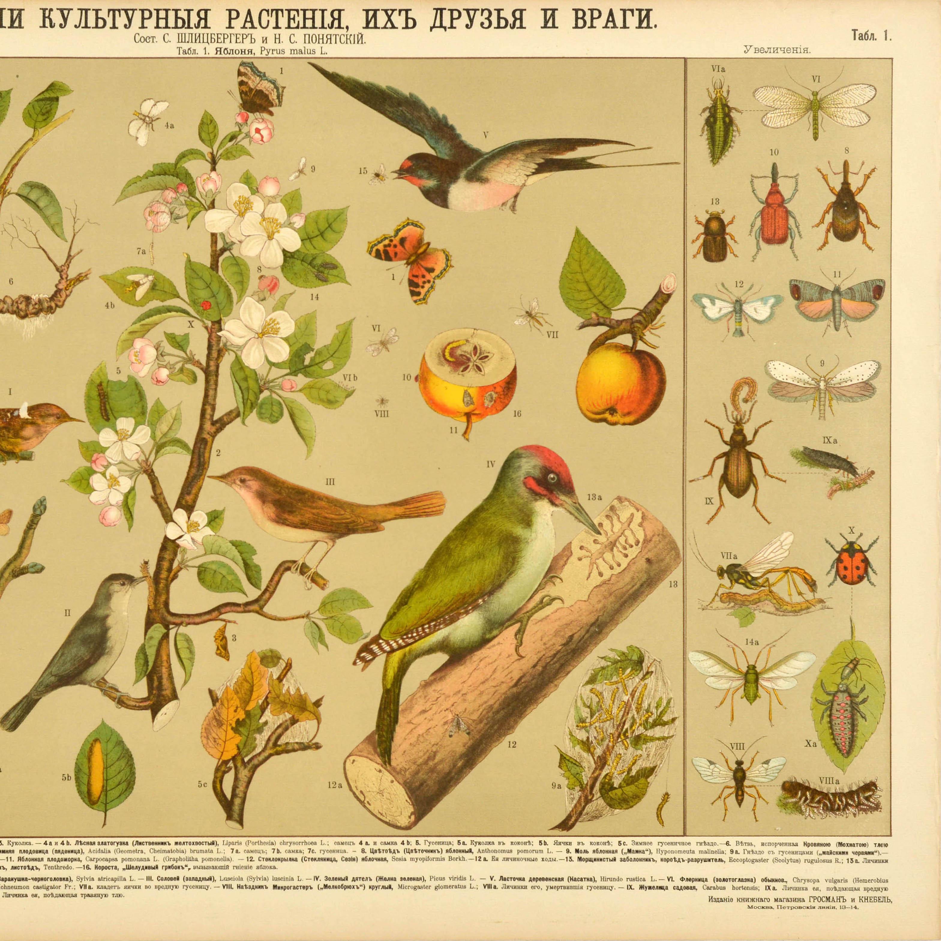 Original antique educational poster - Our cultivated plants, their friends and enemies - featuring numbered illustrations of an apple tree (Pyrus malus L.) with flowers and leaves, surrounded by the fruit and branches, different birds and insects