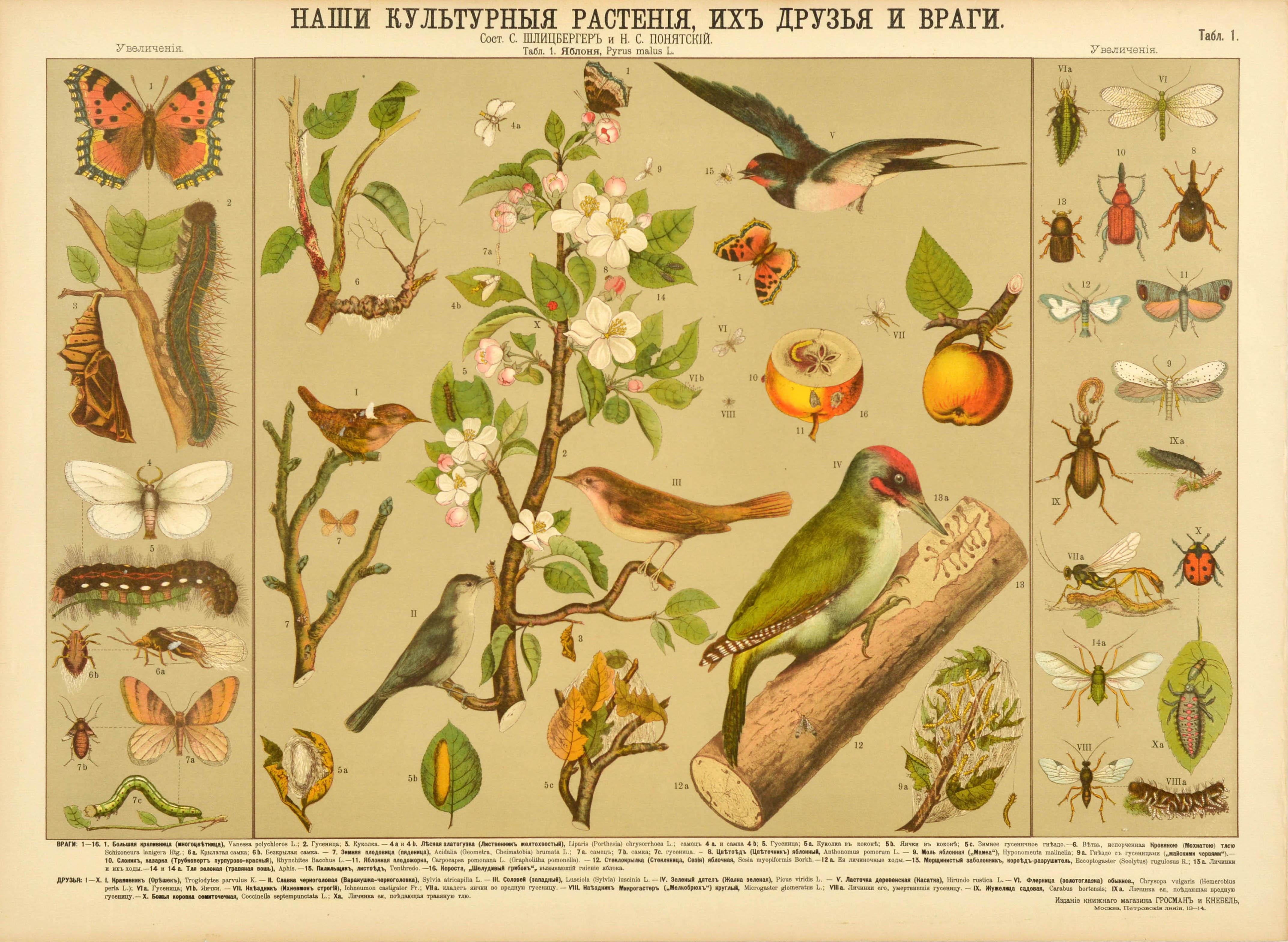 Original Antique Educational Poster Cultivated Plant Friends And Enemies Birds