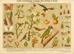 Original Antique Educational Poster Cultivated Plant Friends And Enemies Birds
