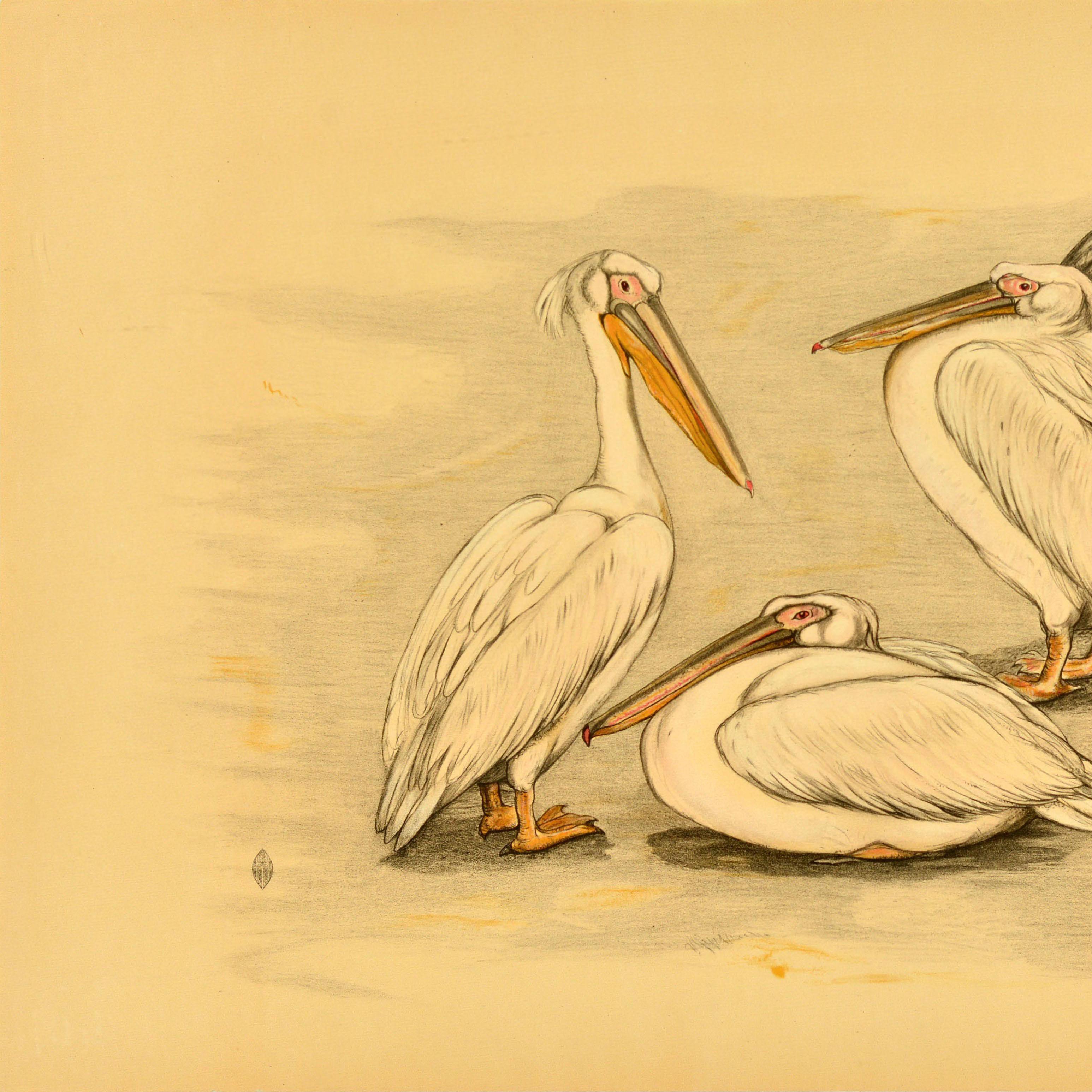 Original Vintage Animal Poster Four Pelicans Birds Animals Berend Sluyterman Art - Orange Print by Unknown