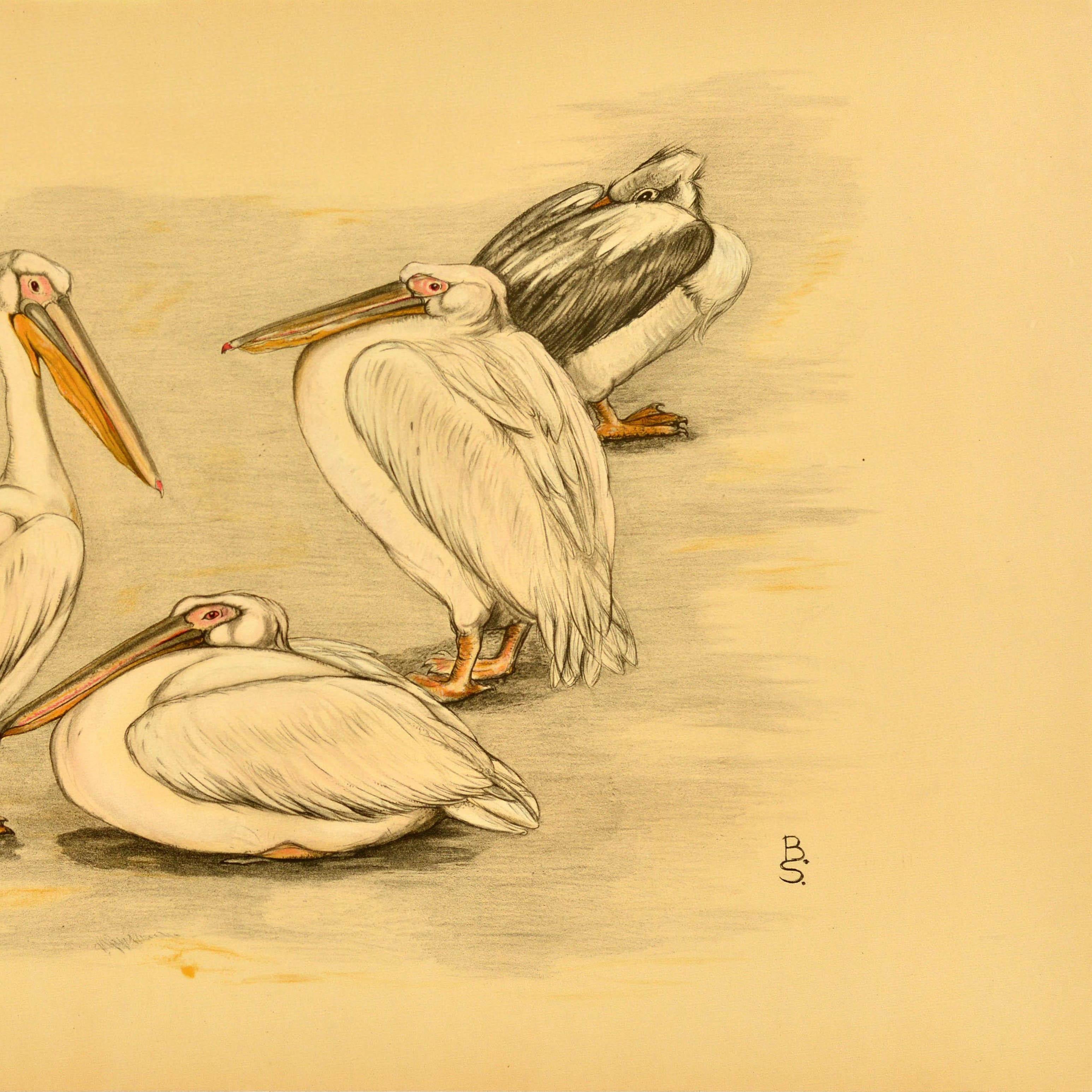 Original vintage animal poster featuring an illustration of four pelicans by the Dutch artist and animal painter Berend Sluyterman showing one of the birds sitting and the others standing in different poses. Horizontal. Good condition, minor