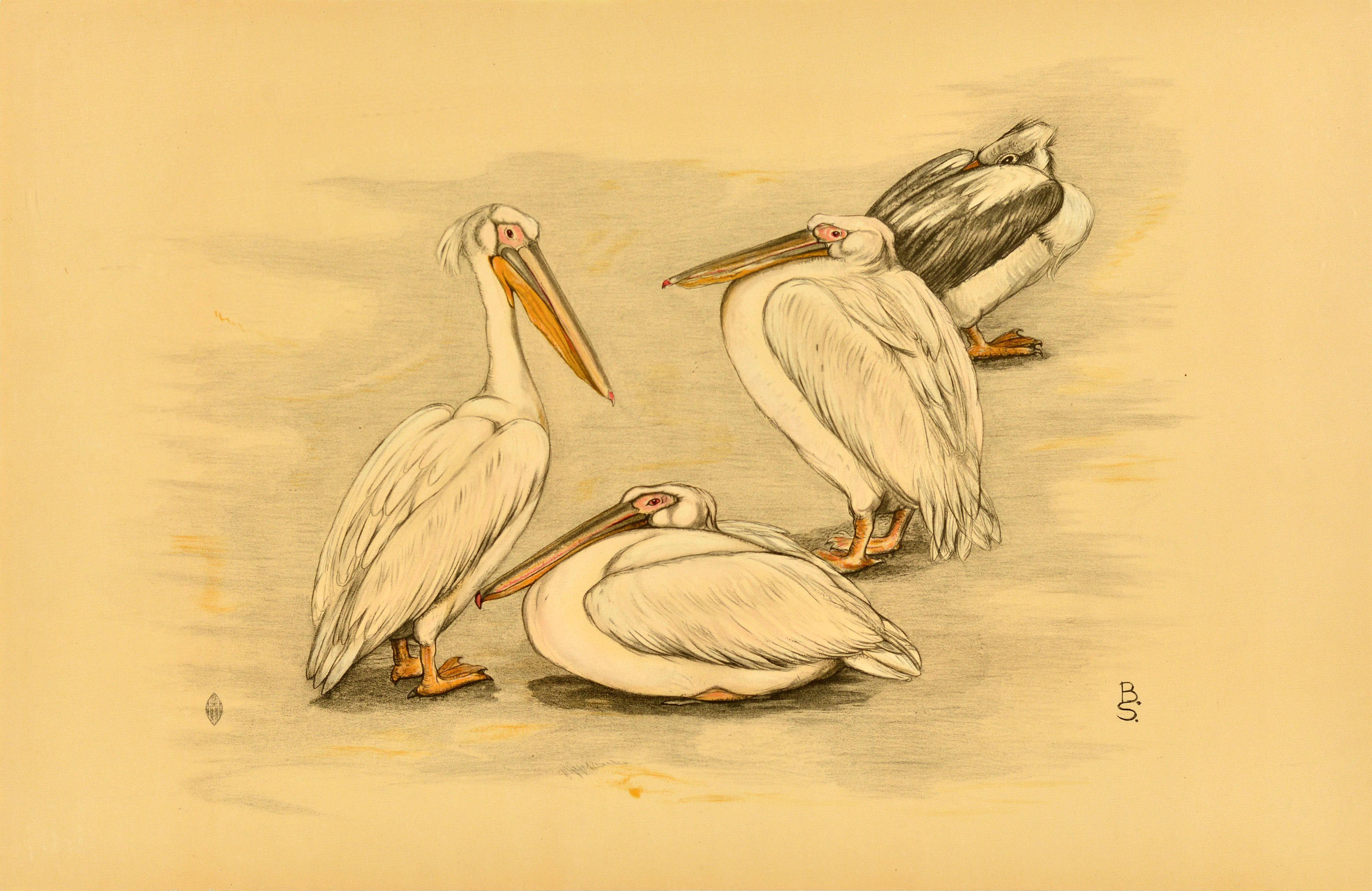 Print Unknown - Affiche animalière d'origine, quatre pélicans, oiseaux, animaux Berend Sluyterman